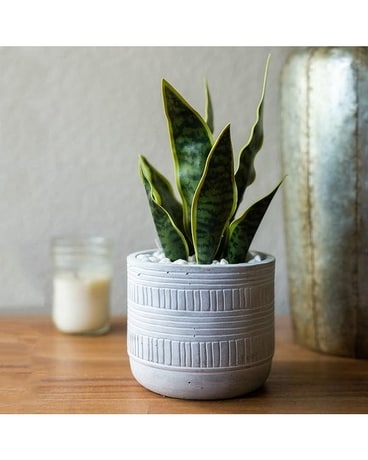 Snake Plant Plant