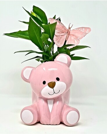 Tropical Teddy ~ Pink or Blue Dish Garden Plant