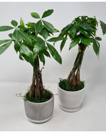 Money Tree Plant