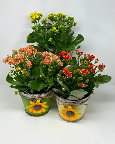 Farmhouse Charm Kalanchoe Plant