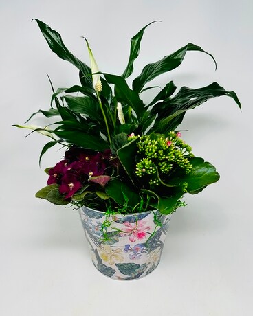 Floral Trio Oasis Plant
