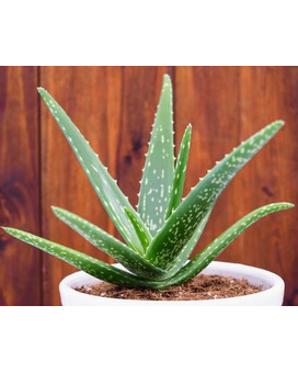 Aloe Vera Plant Plant