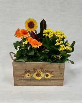 Sunflower Harvest Plant
