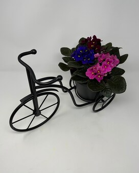 Tri-Colour Violet Bike Plant