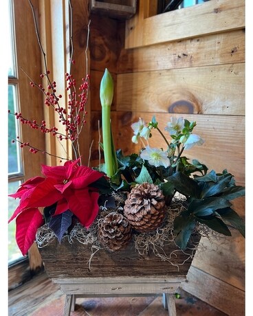 Christmas Magic (Plant Garden) Flower Arrangement