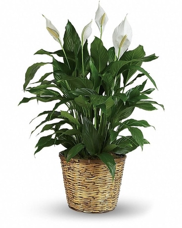 Large Spathiphyllum by Top Florist Flower Arrangement