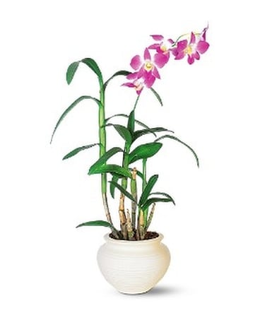 Top Florist - Dendrobium Orchid - by Top Florist in The Woodlands TX