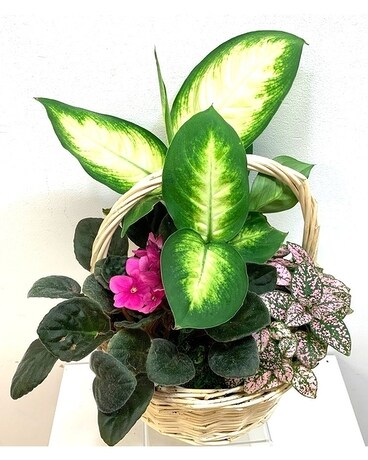 Round Willow Planter - Handled Flower Arrangement