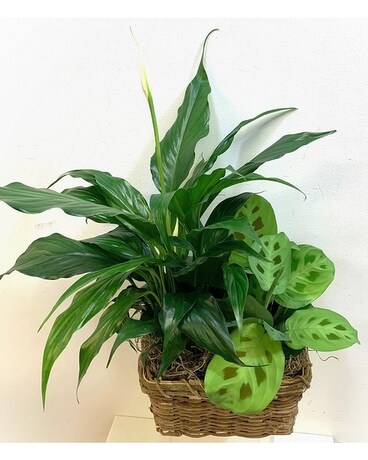 Peaceful Prayer Planter Flower Arrangement