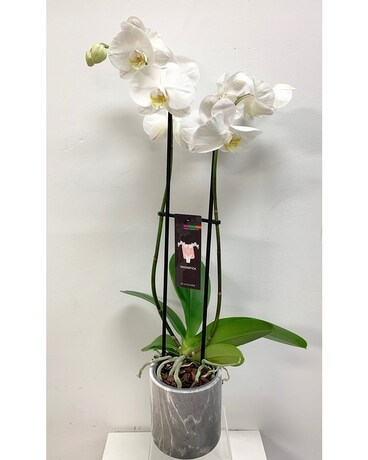 Orchid Plant - Double Spike Plant