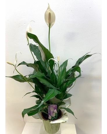 Small Peace Lily Plant Flower Arrangement