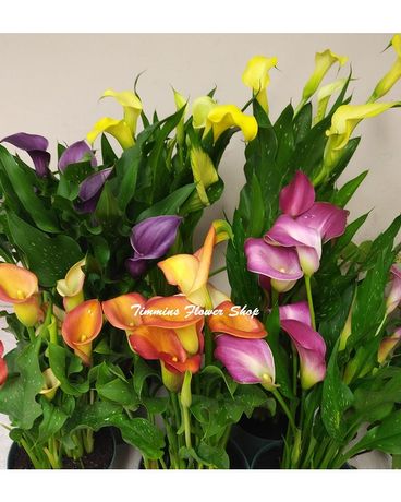 Calla Lily Plant Flower Arrangement