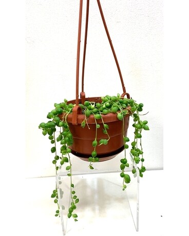 Small String of Pearls Plant Flower Arrangement