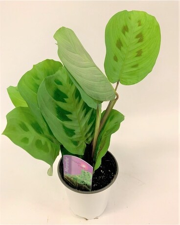 Prayer Plant (Maranta Leuconeura) Flower Arrangement