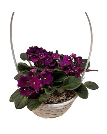African Violet Trio Flower Arrangement
