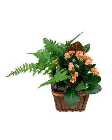 Live Plants, Mixed Garden Basket Delivery Timmins ON - Timmins Flower ...