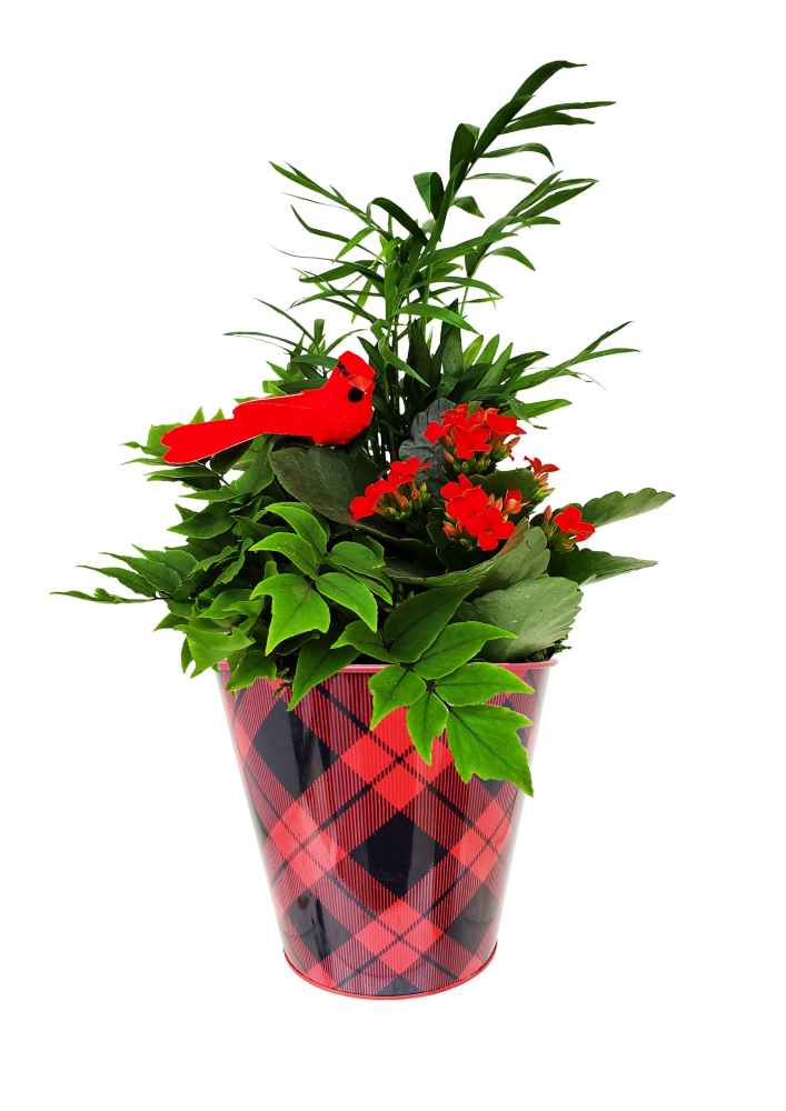 Tartan Tin Planter Flower Arrangement
