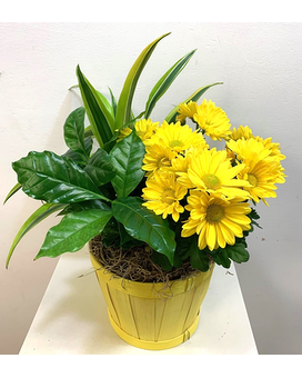 Sunshine Planter Basket Flower Arrangement