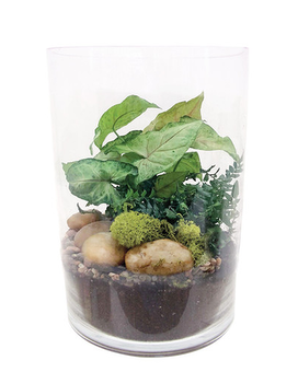 Fairy Garden Cylinder Terrarium