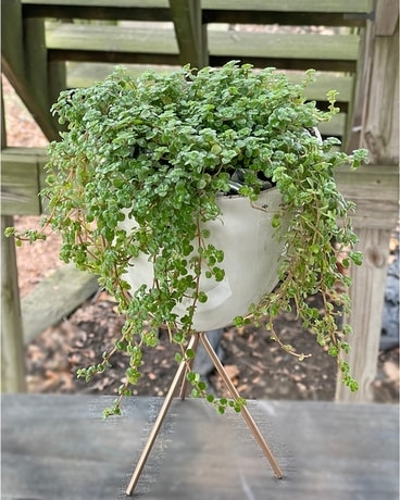 Brewers Hill Plant
