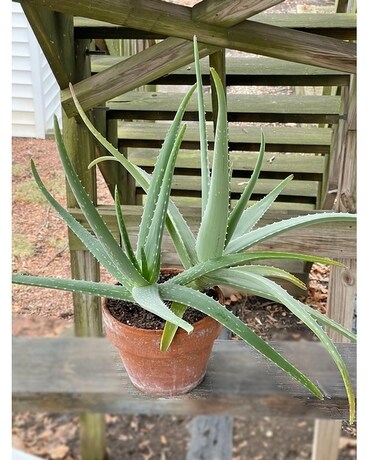 Orchard Hills Plant
