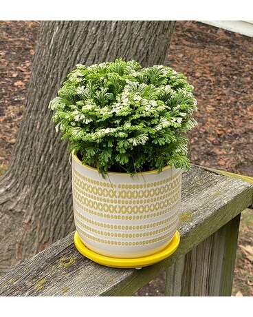 Story Hill Plant