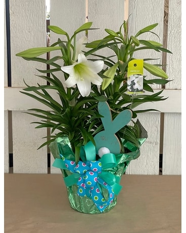 Deluxe Double Easter Lily Plant