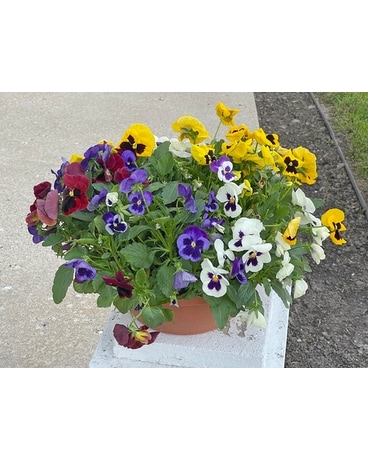 Pansy Special Plant