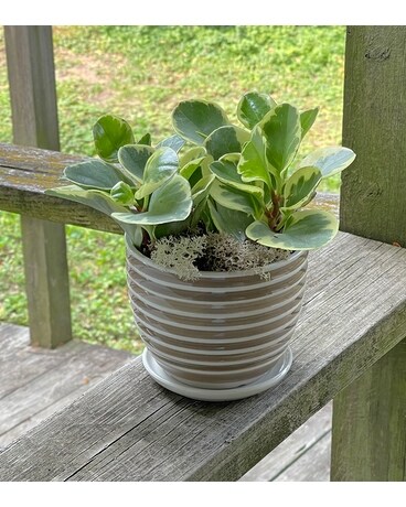University Hill Plant