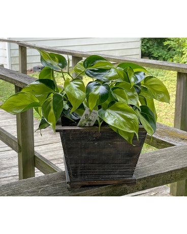 East Town Plant