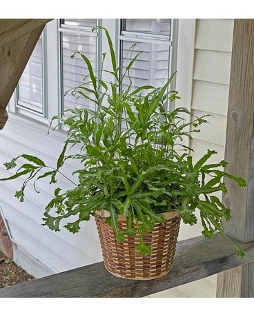 Holly Fern Plant
