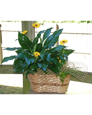 Medium Plant Garden Plant
