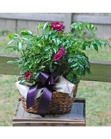 Small Dishgarden Plant