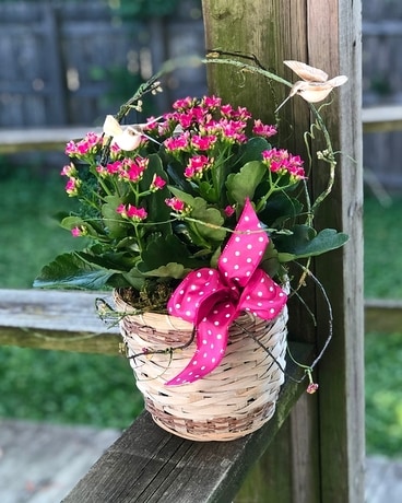 Kalanchoe Plant Plant