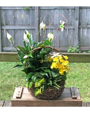 Hummingbird Garden Plant