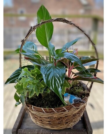 Thinking of You Garden Plant