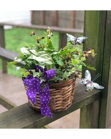 Everlasting Joy Plant