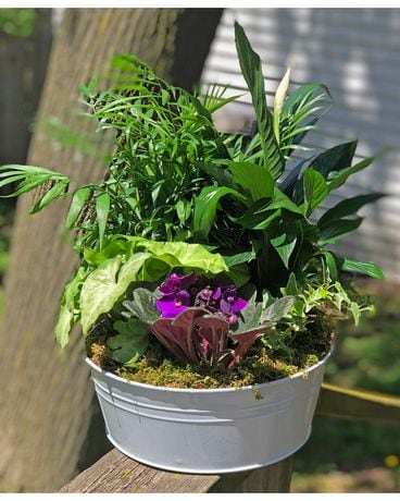 Harmony Garden Plant