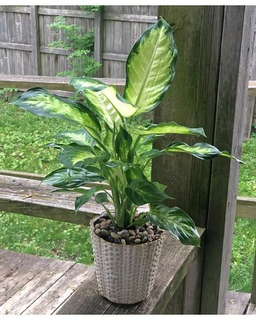 Diffenbachia Plant Plant