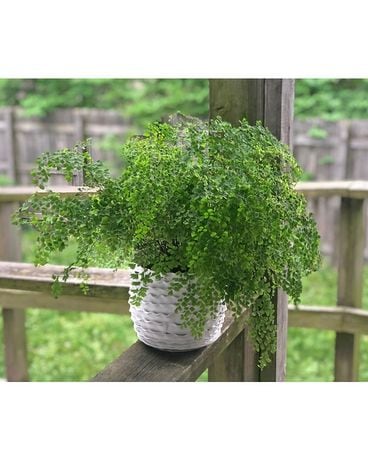 Fern Plant Plant