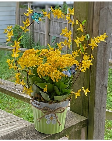 Sunshine Kalanchoe Plant