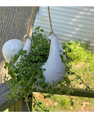 Hangin' Out Plant