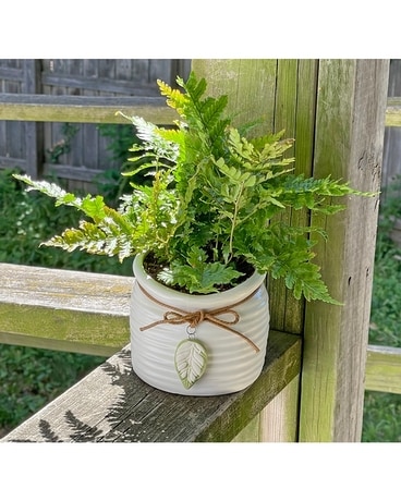 Desktop Fern Plant