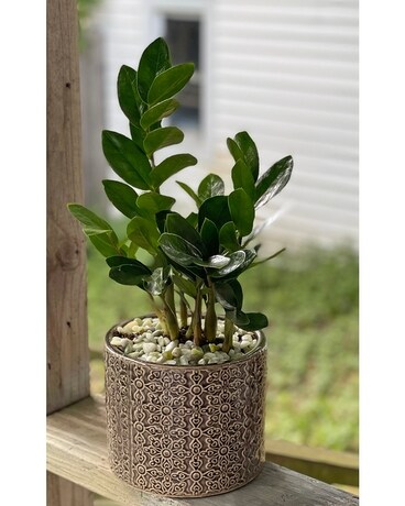 ZZ Plant Plant
