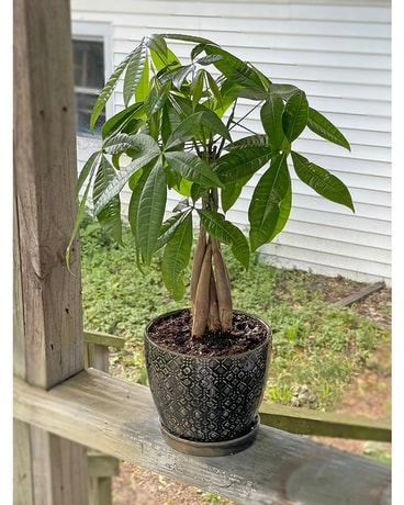 Money Tree Plant Plant