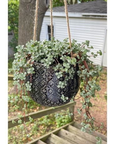 Grey Baby Tears Plant