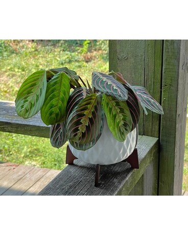 River Bend Plant