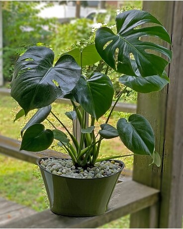 Split Leaf Philodendron Plant