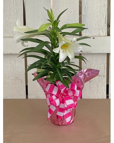 Easter Lily Plant Plant
