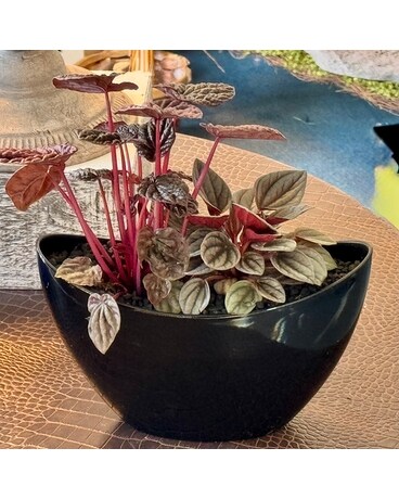 Rainbow Gardens Plant